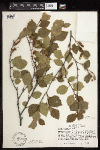 Betula x sandbergii image