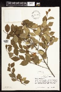 Betula x sandbergii image