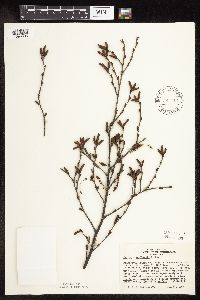 Betula x sandbergii image