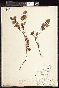 Betula x sandbergii image