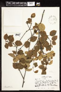 Betula x sandbergii image