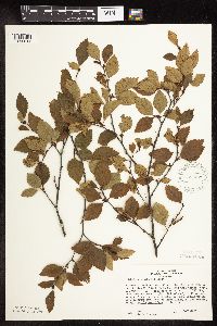 Betula x sandbergii image