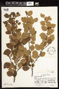 Betula x sandbergii image