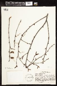 Betula x sandbergii image