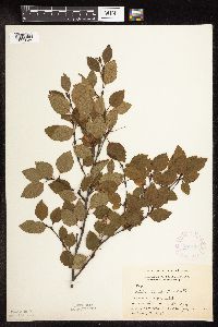 Betula x sandbergii image