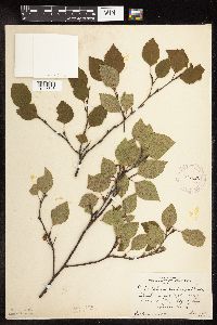 Betula x sandbergii image