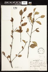 Betula x sandbergii image