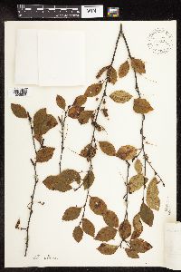 Betula x sandbergii image