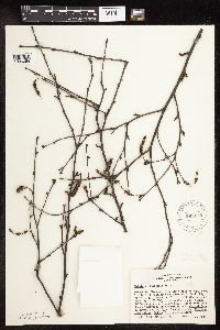 Betula x sandbergii image