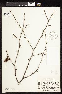 Betula x sandbergii image