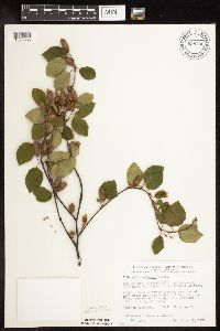 Betula x sandbergii image