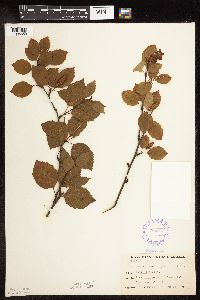 Betula x sandbergii image
