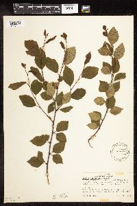 Betula x sandbergii image