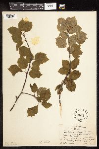 Betula x sandbergii image