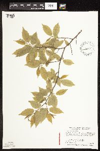 Carpinus caroliniana image