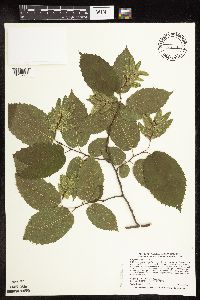 Carpinus caroliniana image