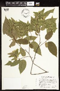 Carpinus caroliniana image