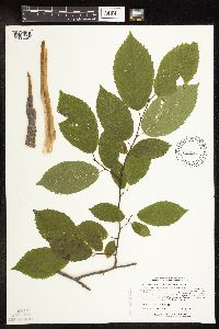 Carpinus caroliniana image