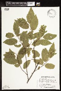 Carpinus caroliniana image