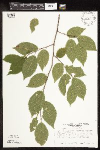 Carpinus caroliniana image