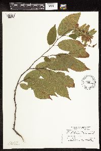 Carpinus caroliniana image