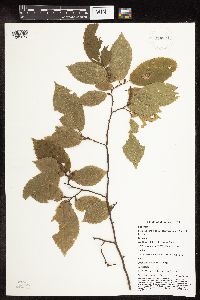 Carpinus caroliniana image
