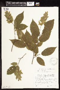 Carpinus caroliniana image