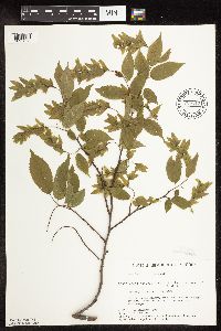 Carpinus caroliniana image