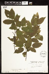 Carpinus caroliniana image