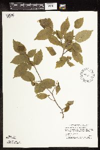 Carpinus caroliniana image
