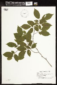 Carpinus caroliniana image