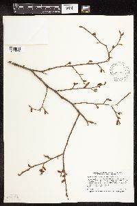 Carpinus caroliniana image