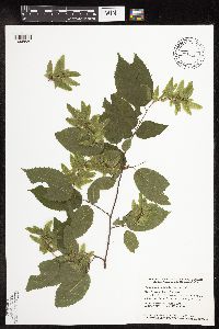 Carpinus caroliniana image