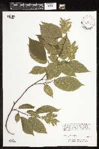 Carpinus caroliniana image