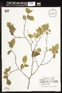 Carpinus caroliniana image