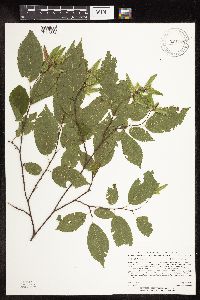 Carpinus caroliniana subsp. virginiana image
