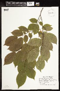 Media resource of Carpinus caroliniana var. virginiana