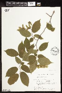 Carpinus caroliniana image