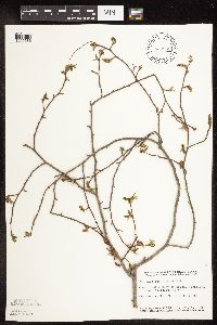 Carpinus caroliniana image