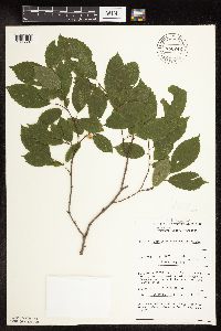 Carpinus caroliniana image