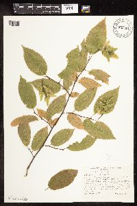 Carpinus caroliniana image