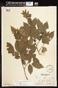 Carpinus caroliniana image