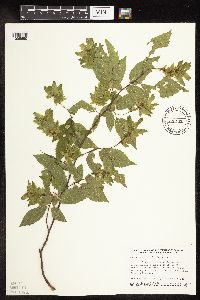 Carpinus caroliniana image