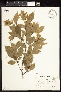 Carpinus caroliniana image
