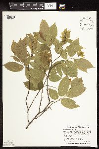 Carpinus caroliniana image