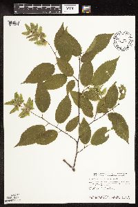 Carpinus caroliniana image