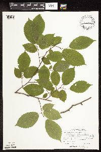 Carpinus caroliniana image