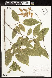 Carpinus caroliniana image