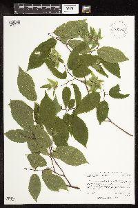 Carpinus caroliniana subsp. virginiana image