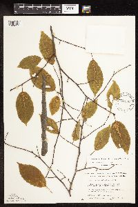 Carpinus caroliniana image